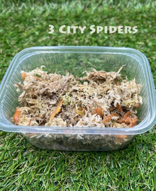 Porcellionides Pruinosus Powder Orange