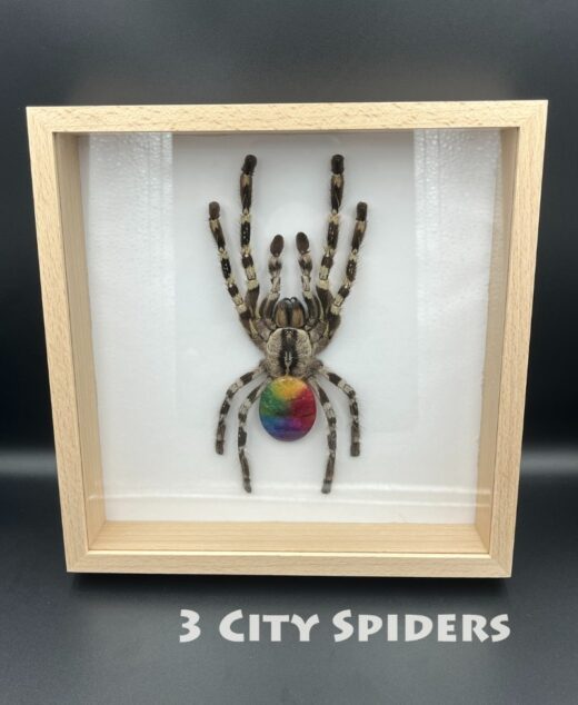 Ramka z ptasznikiem W0001