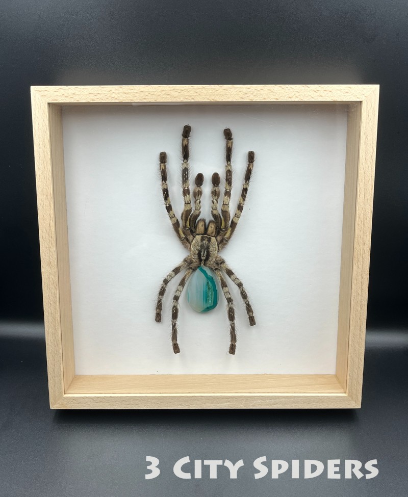 Ramka z ptasznikiem W0003