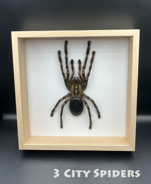 Ramka z ptasznikiem W0004