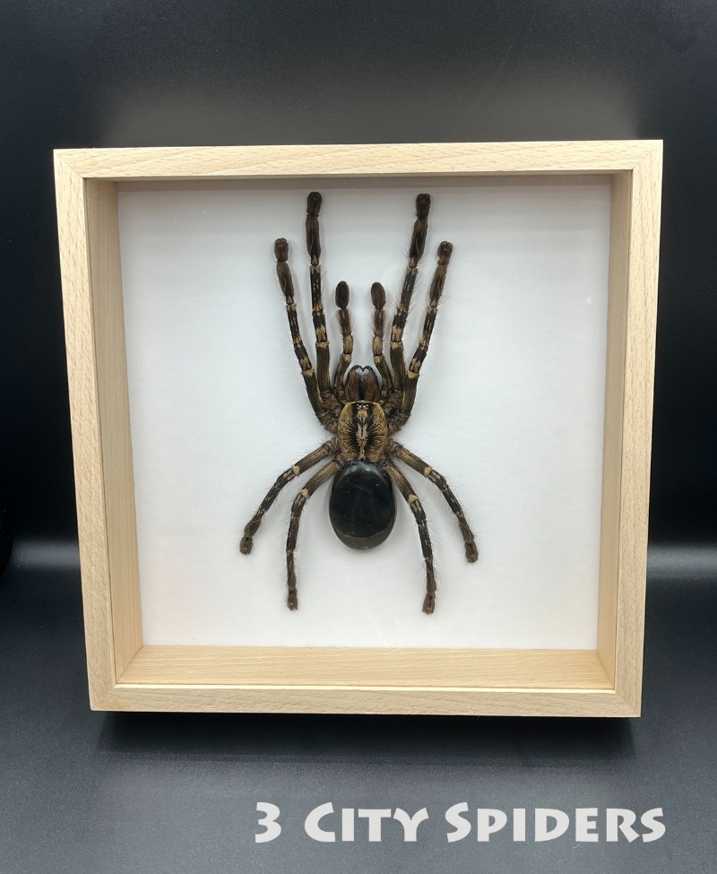 Ramka z ptasznikiem W0004