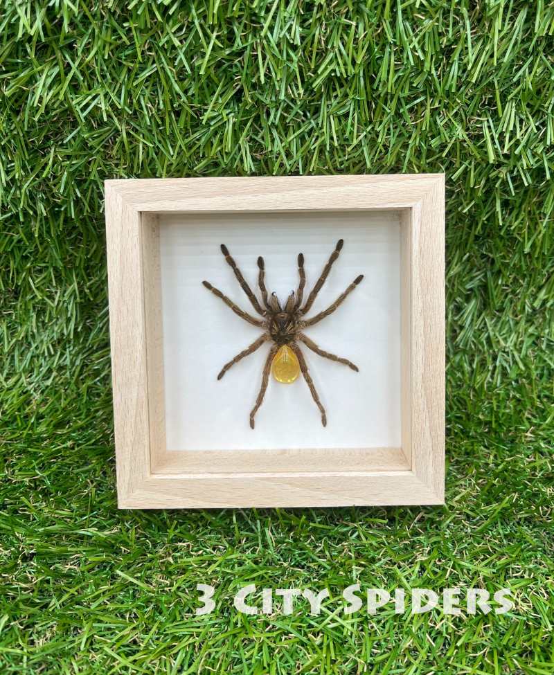 Ramka z ptasznikiem W0005