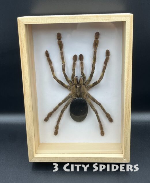 Ramka z ptasznikiem W0008