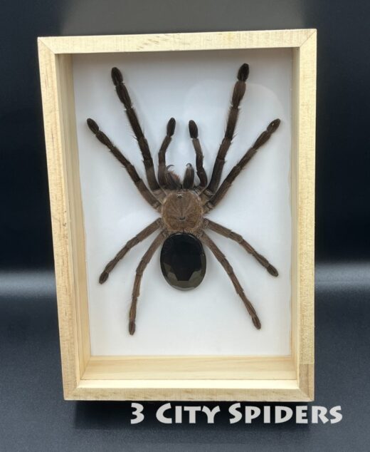 Ramka z ptasznikiem W0009