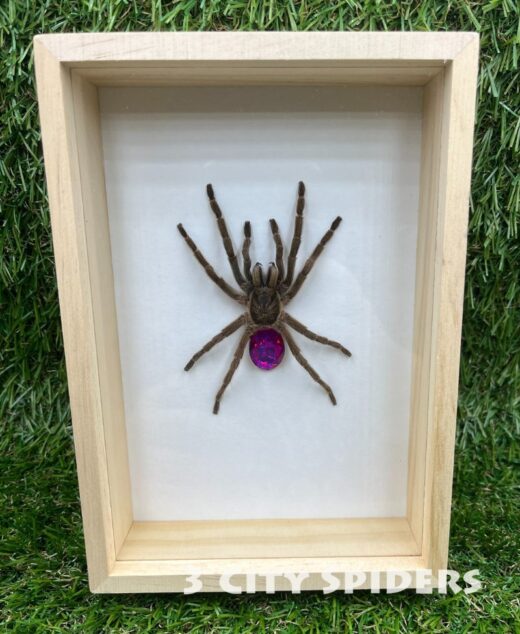 Ramka z ptasznikiem W0010