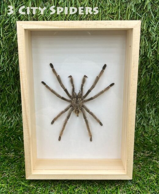 Ramka z ptasznikiem W0013