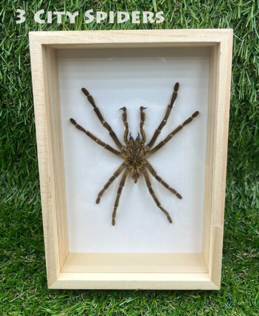 Ramka z ptasznikiem W0014