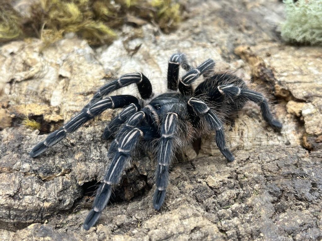 Pobierz w wysokiej rozdzielczości