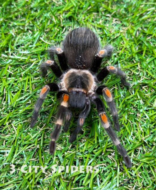 Brachypelma auratum