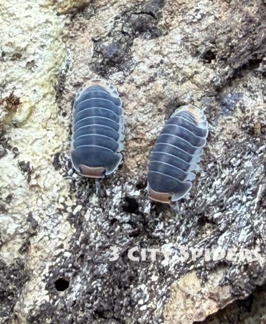 Cubaris sp. „Pak Chong”