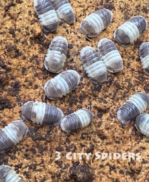 Cubaris sp „Panda King”