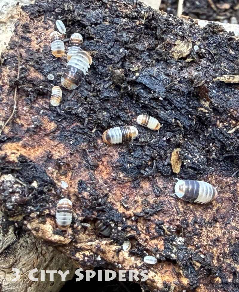 Cubaris sp „White Shark”