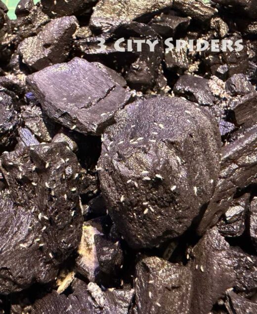 Skoczogonki (Collembola) 150ml