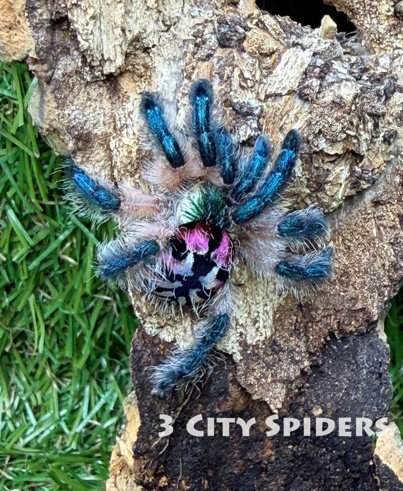 Typhochlaena seladonia - obrazek 2