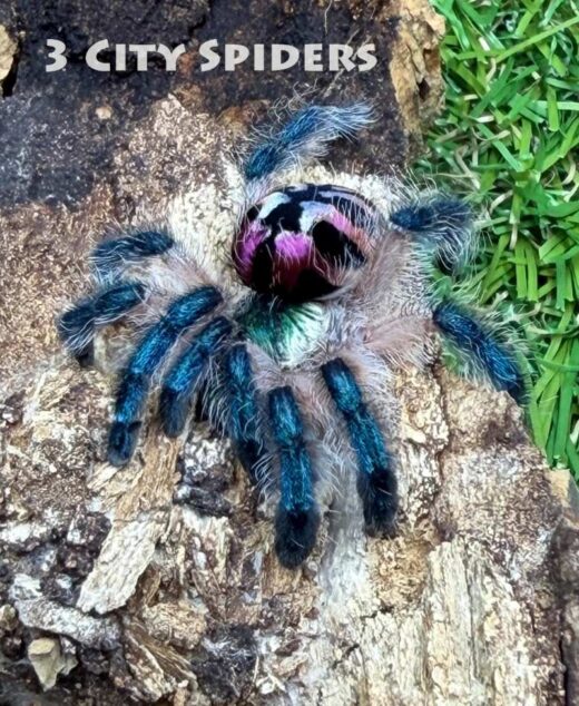 Typhochlaena seladonia