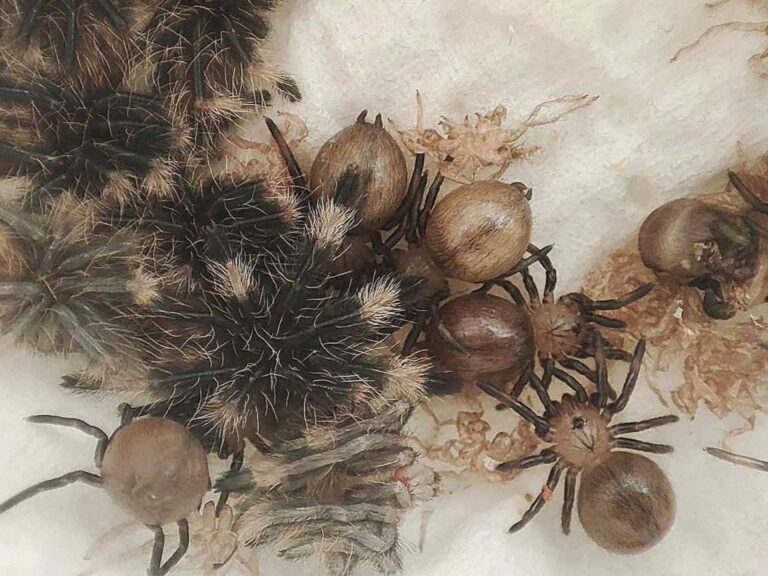 Młode ptaszniki N2 (nimfy) i L1 z kokonu w hodowli 3CitySpiders