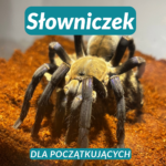 Słowniczek terrarystyczny dla początkujących