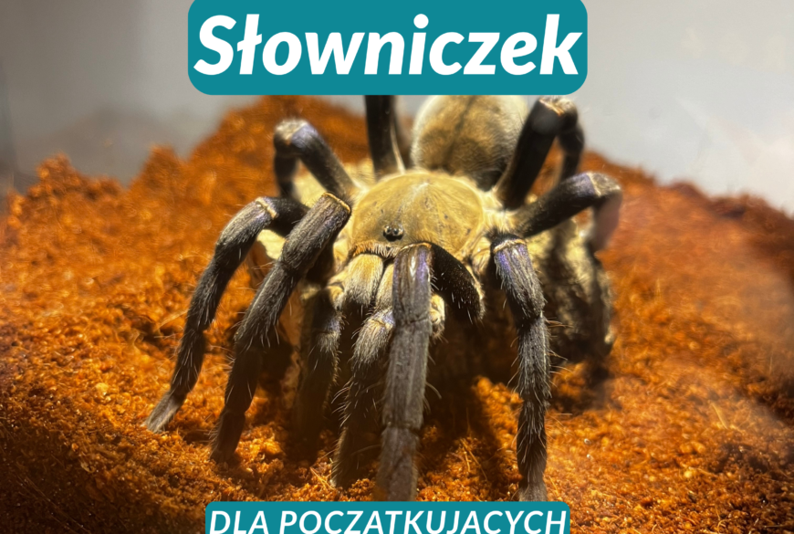 Słowniczek terrarystyczny dla początkujących