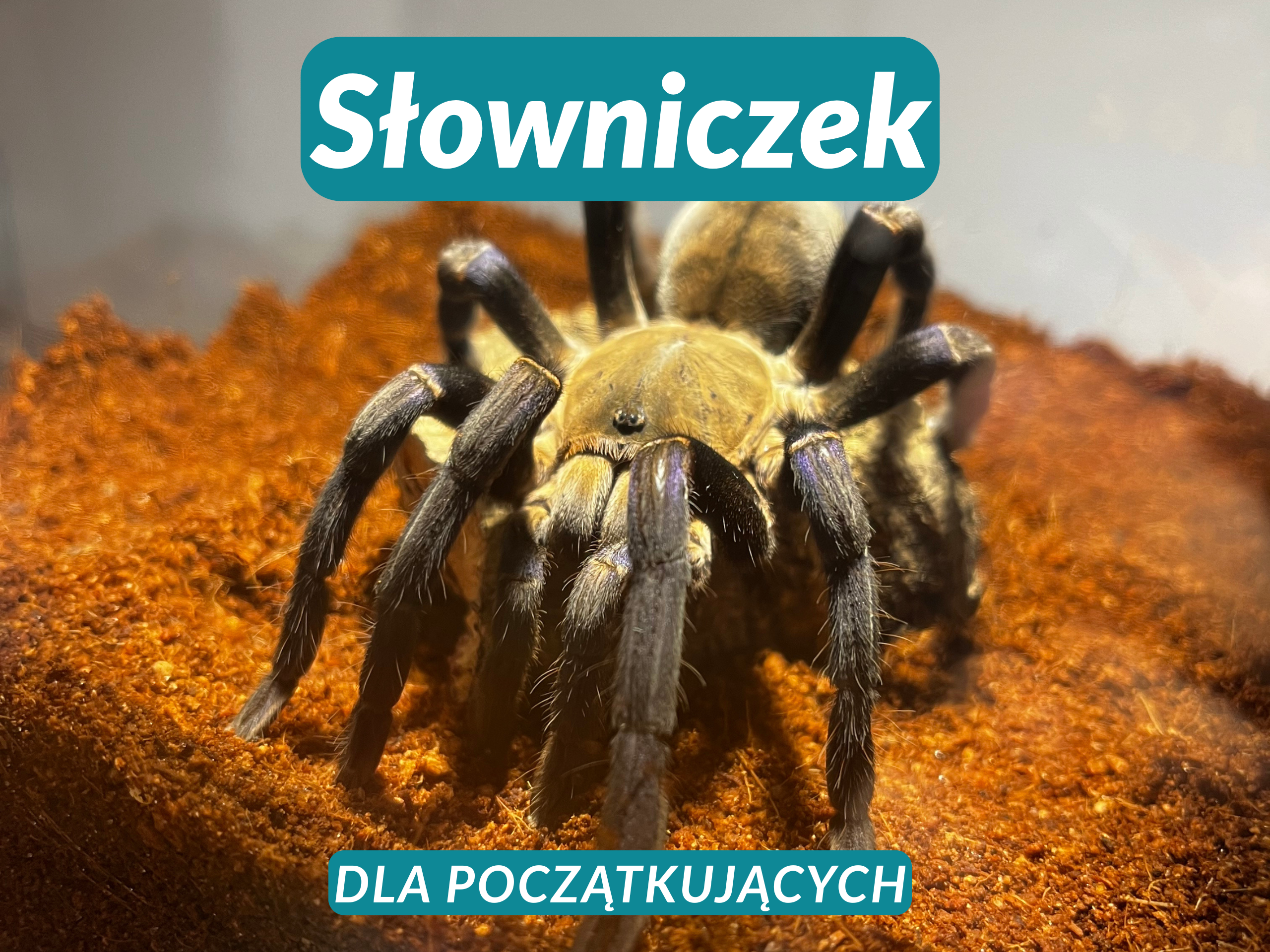 Słowniczek terrarystyczny dla początkujących